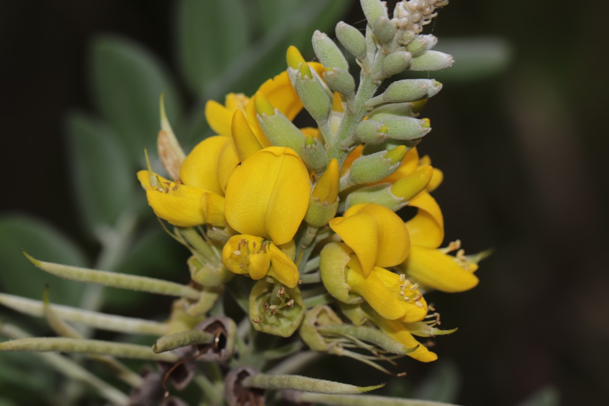 Sophora tomentosa L.